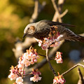 写真: 開運桜とヒヨドリ♪