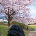 写真: 満開の桜にご満悦♪