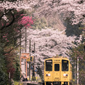 写真: 桜のトンネル♪?