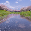 写真: 草場川の桜並木♪