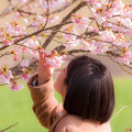 写真: 筑前町の陽光桜♪
