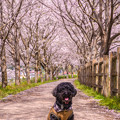 写真: 筑前町炭焼池公園の桜♪