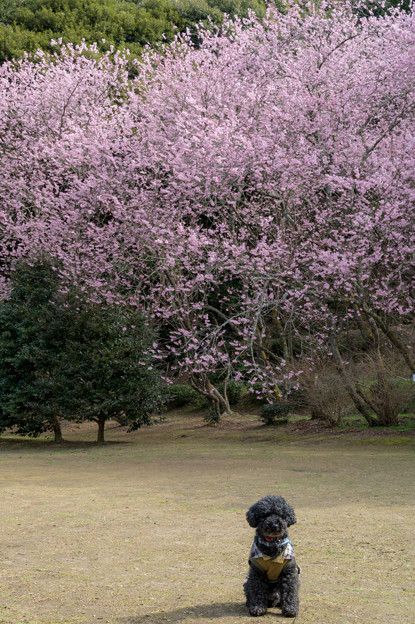 写真: 初御代桜♪