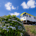 写真: 甘木鉄道と紫陽花♪