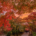 写真: 竈門神社の紅葉♪