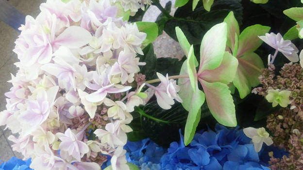 駅に飾ってある今月の花、紫陽花。こんぺいとうって種類なんだって！...