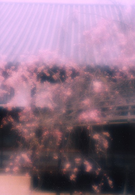 写真: 隠し桜・・