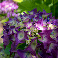 南国の紫陽花