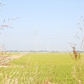 写真: ＜収穫後の稲田・坂戸市越辺川流域＞