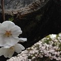 写真: 桜2015