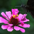 写真: 蝶のランチ