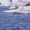 写真: 「中綱湖冬景」