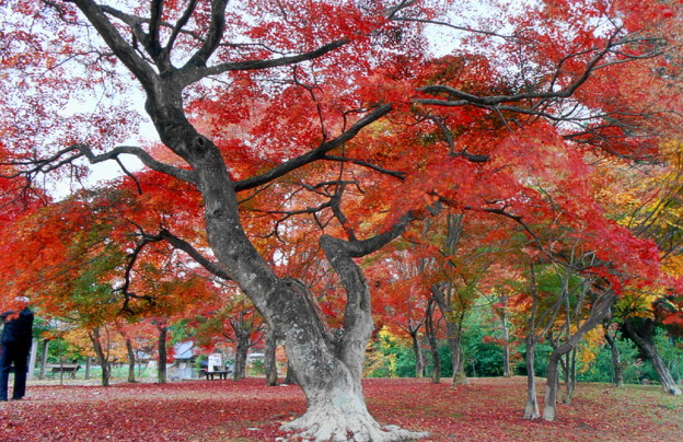 写真: 「紅葉の出早公園」