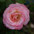 写真: 薄ピンクの薔薇