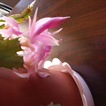 写真: サボテンの花