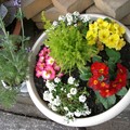 花と共に植木鉢