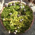 写真: 植木鉢