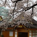 写真: 名古屋城の桜３