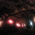 写真: 夜桜（五条川）