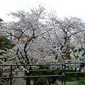 乃木公園の桜