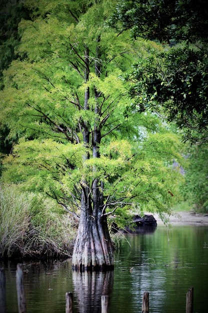 湖に立つ木2