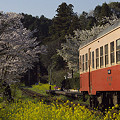 写真: 小湊鉄道の桜 14