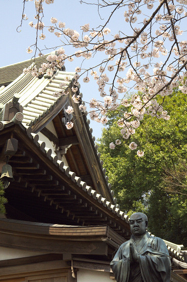写真: 東戸塚の桜 19