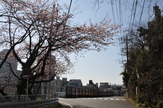 写真: 東戸塚の桜 02