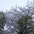 Photos: 大きな桜の木です
