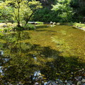 竹林寺の池