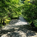 写真: 竹林寺の緑あふれる境内