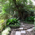 日本寺の緑あふれる庭