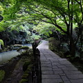 写真: 日本寺のあふれる緑