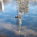 写真: ［１７］「池面に映るスカイツリーと鴨」（隅田公園）_01