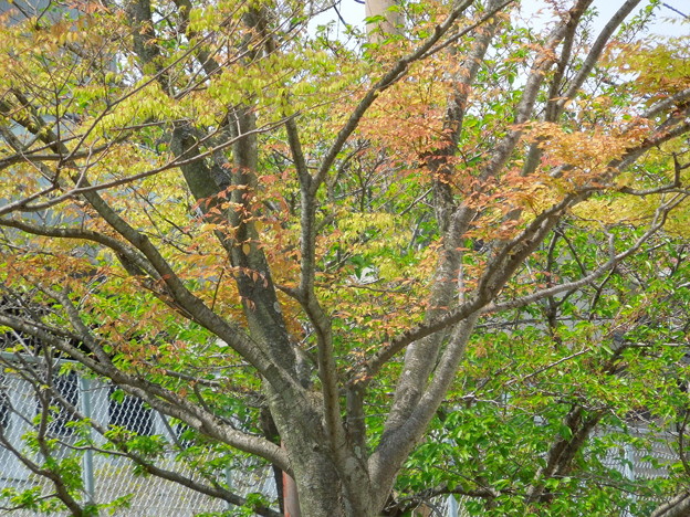 写真: 2015.4.18　木々の芽吹き