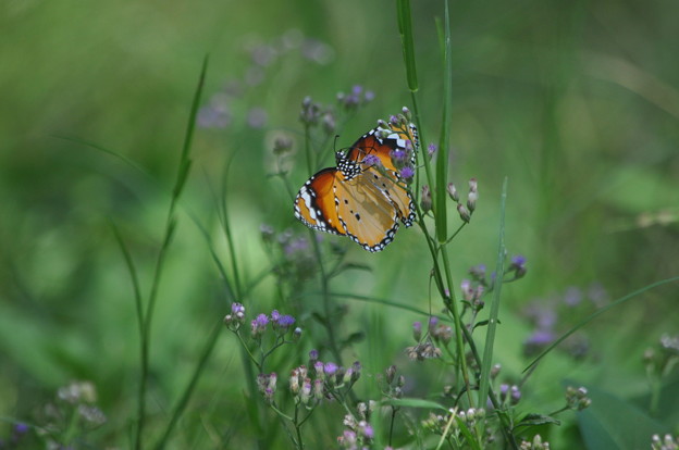 写真: 南国の蝶１（カバマダラ）