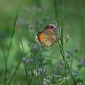 写真: 南国の蝶１（カバマダラ）
