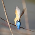 写真: 翡翠さんの羽