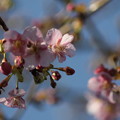 写真: 桜は綺麗