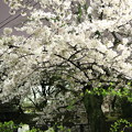 写真: 夙川の夜桜