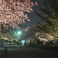 写真: 夜桜・ライトップ