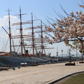 写真: 八重桜と海王丸