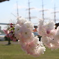 八重桜と海王丸