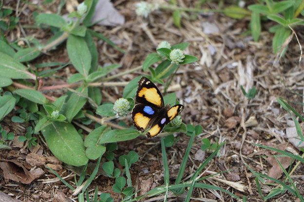 写真: 南国の蝶（１）