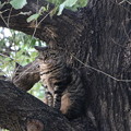 木登り猫さん