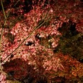 京都　金戒光明寺の紅葉　ライトアップ