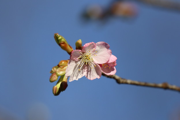 写真: 河津桜が咲いた