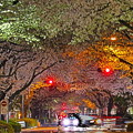 写真: 夜桜トンネル