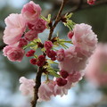 写真: 八重の桜・普賢象