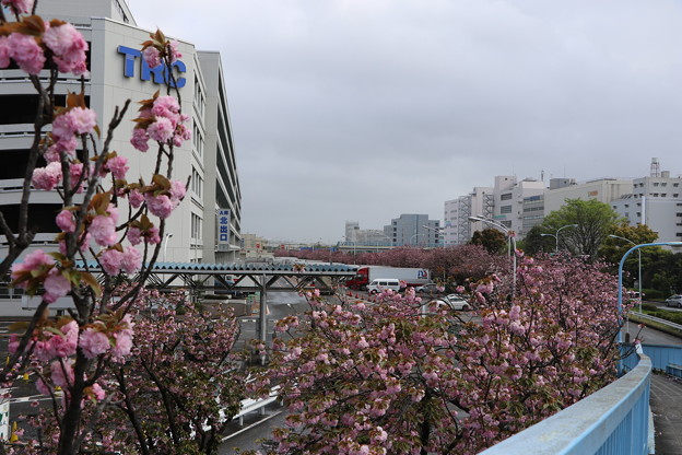 写真: 東京流通センター　桜並木（１）